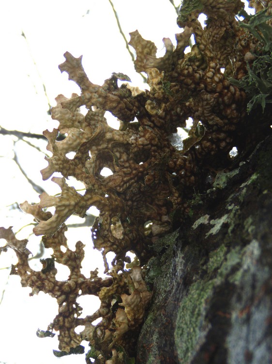 Lobaria polmonata