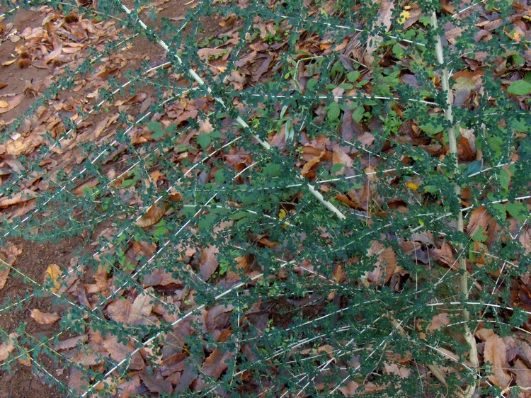 Adenocarpus complicatus / Ginestra ghiandolosa