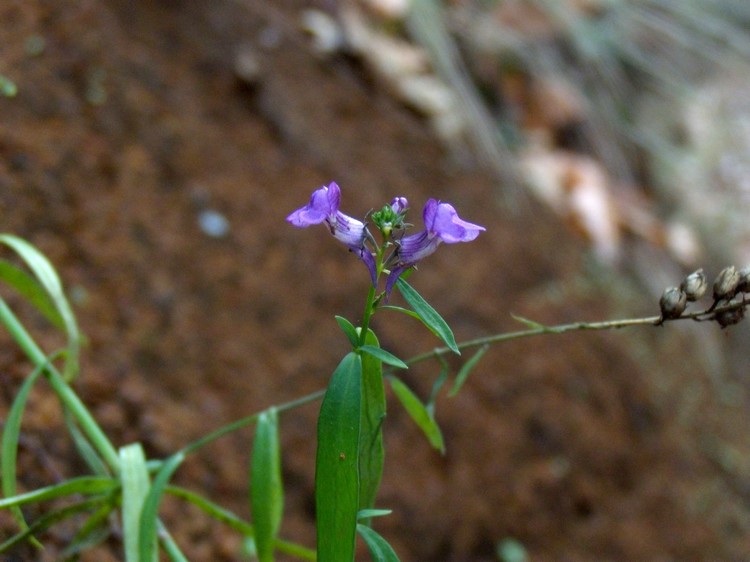 Linaria purpurea