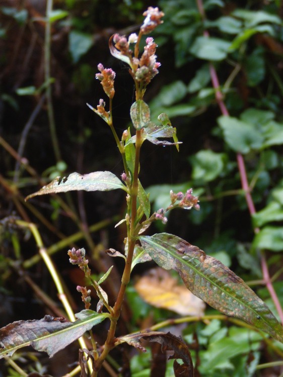 Persicaria, vero?