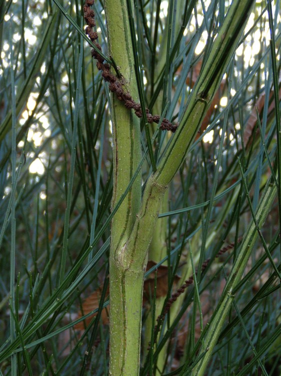 Cytisus scoparius