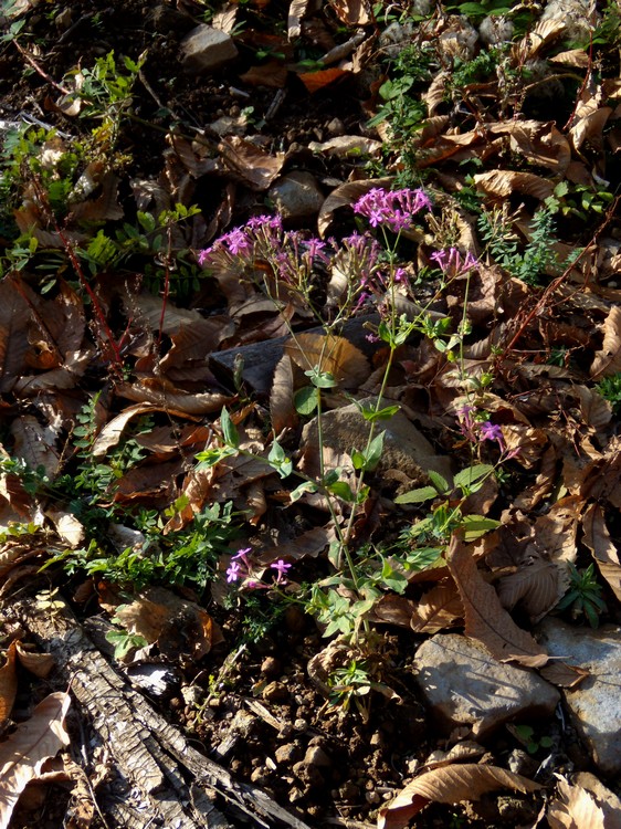 Silene armeria / Silene a mazzetti