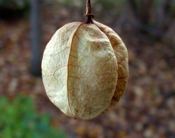 Staphylea pinnata / Bossolo - Falso Pistacchio