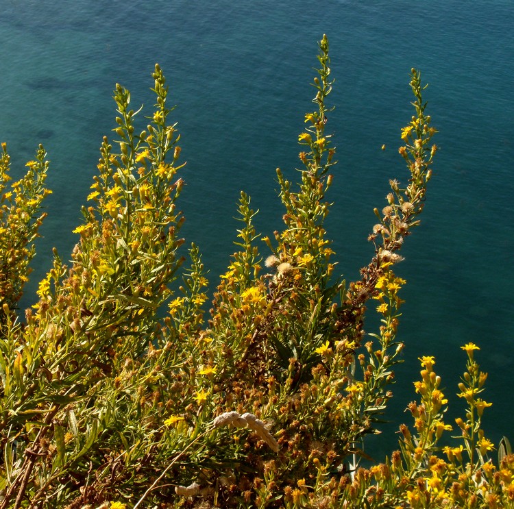 Dittrichia viscosa subsp. viscosa / Enula ceppitoni