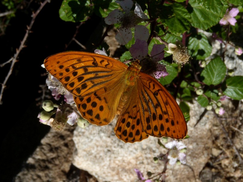 dalla Corsica,  Argynnis...