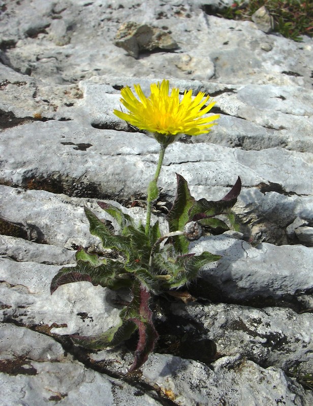 Hieracium cfr. angustifolium