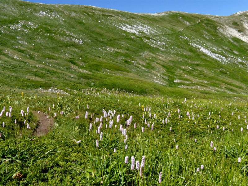 Bistorta officinalis