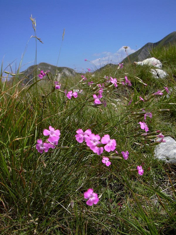 Dianthus silvestris