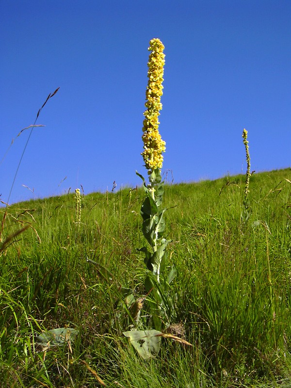 Verbascum cfr.longifolium