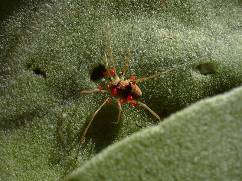 Phalangiidae con acari su verbascum