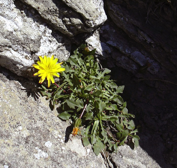 Robertia taraxacoides / Costolina appenninica