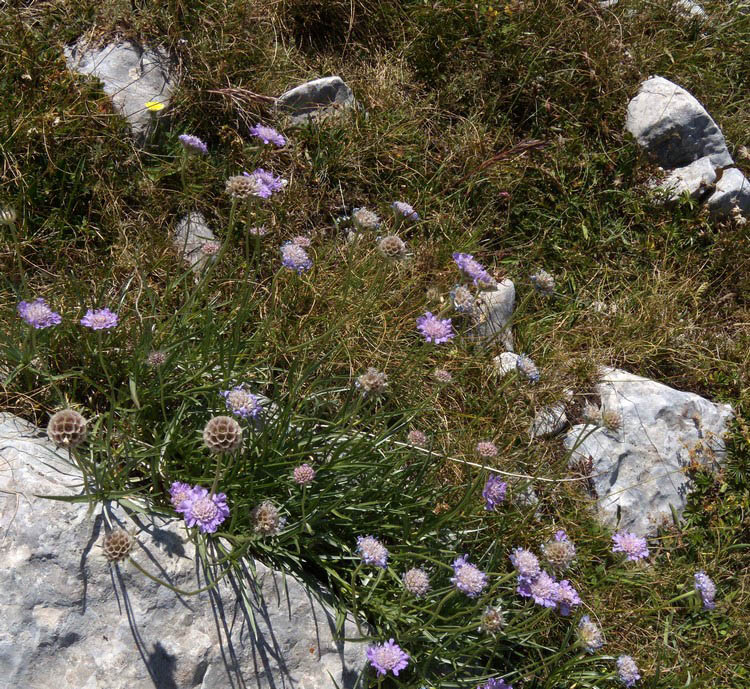 Lomelosia graminifolia / Vedovina strisciante