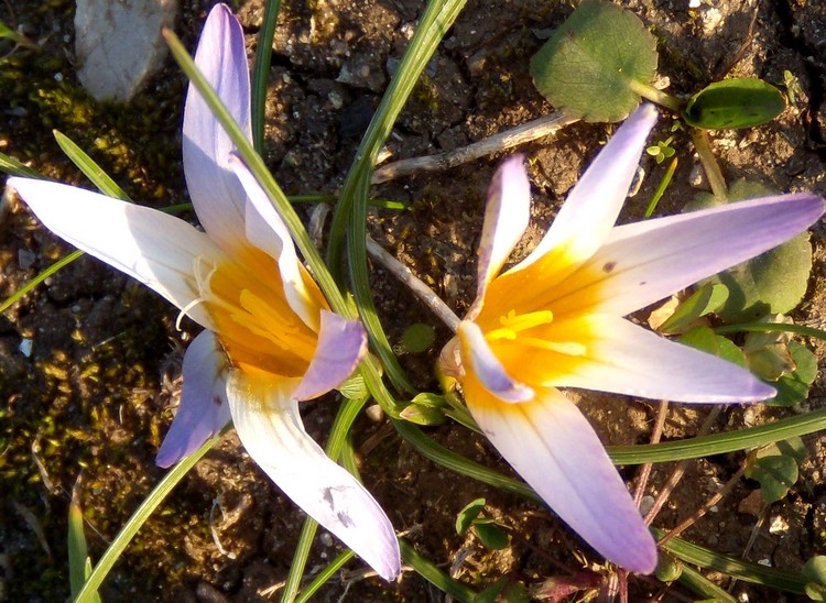 Romulea bulbocodium