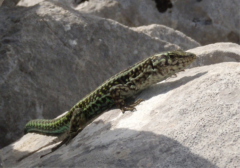 lucertola sarda