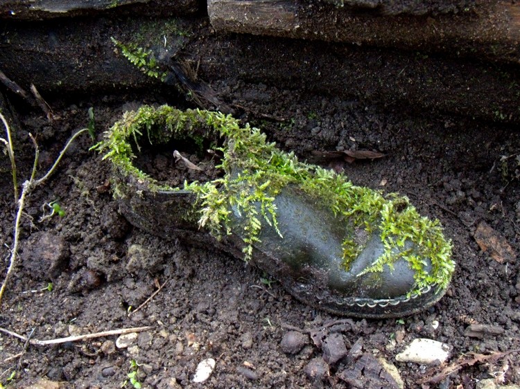 scarpa da naturalista