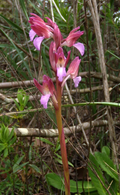 orchidea da determinare