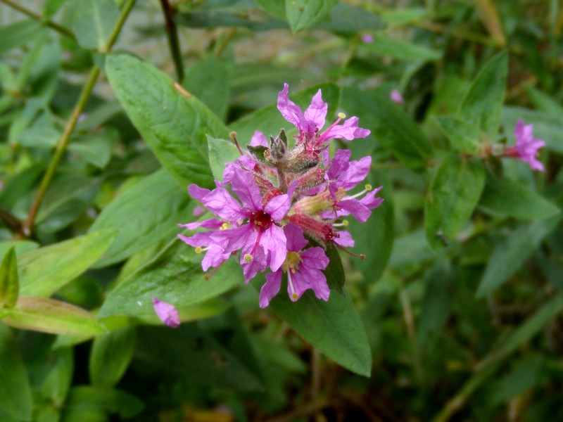 Gole dell''Orta 3 - Lythrum salicaria