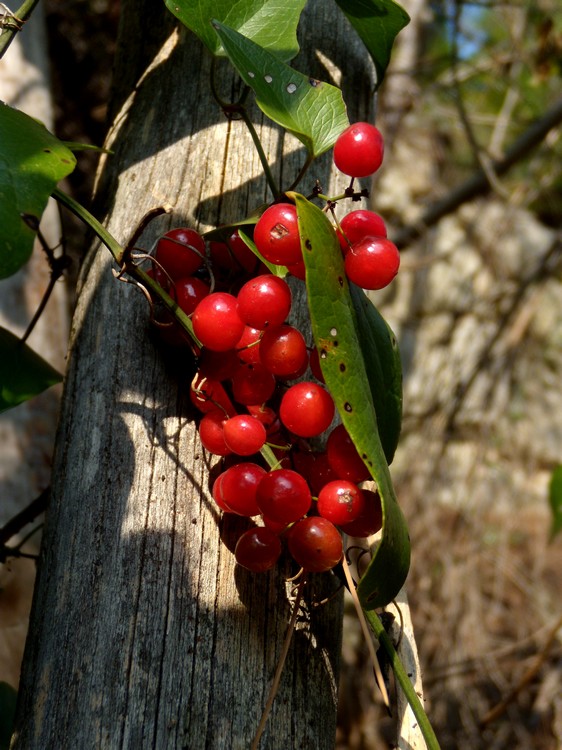 bellissime bacche rosse - Tamus communis