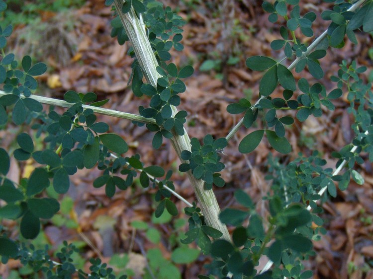 Adenocarpus complicatus / Ginestra ghiandolosa