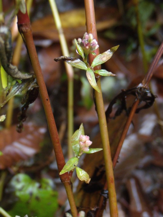 Persicaria, vero?