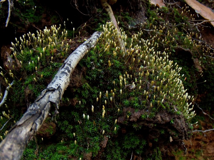 Polytrichum...