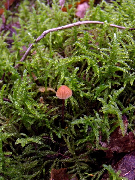 funghetto (mycena?)