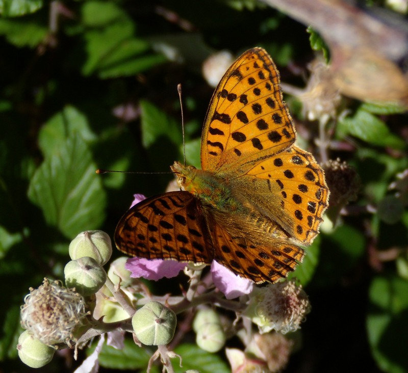 dalla Corsica,  Argynnis...