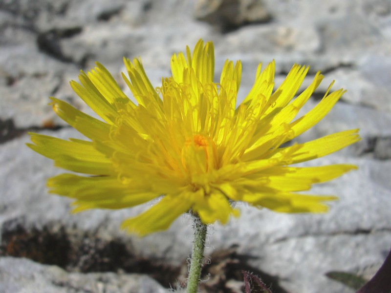 Hieracium cfr. angustifolium