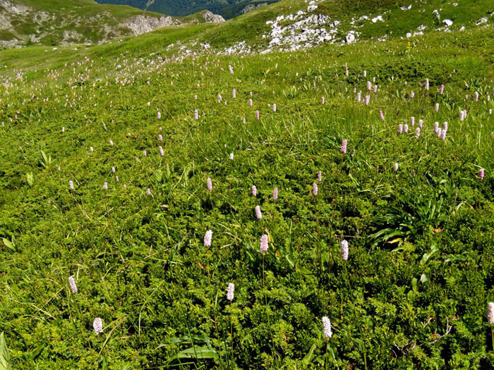 Bistorta officinalis