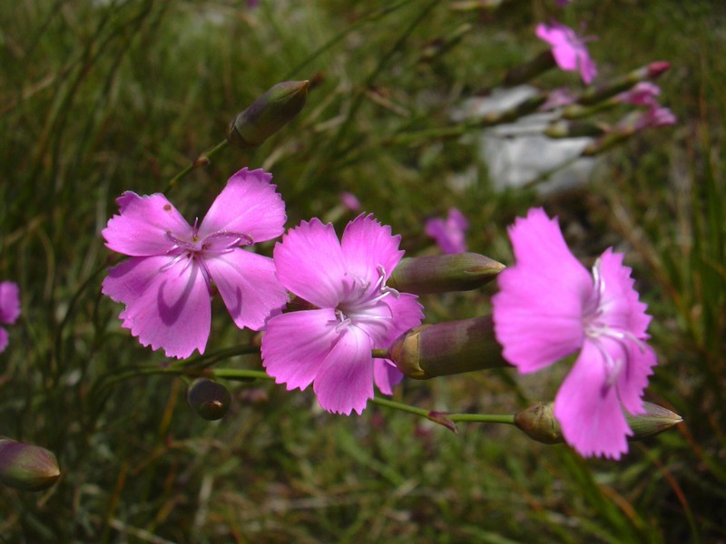 Dianthus silvestris