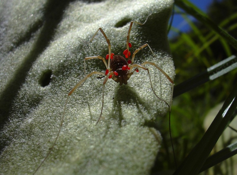 Phalangiidae con acari su verbascum