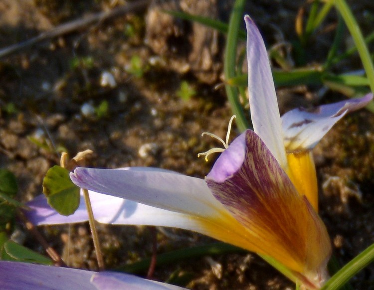 Romulea bulbocodium