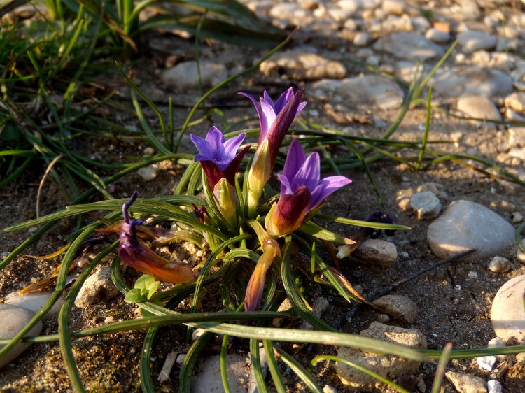 Romulea rollii