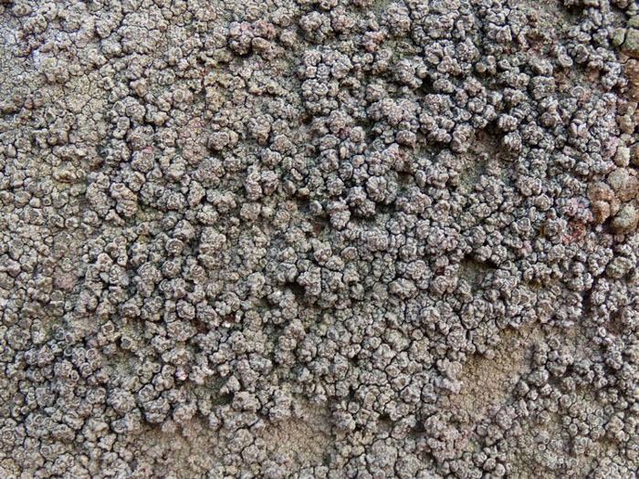 lichene etrusco