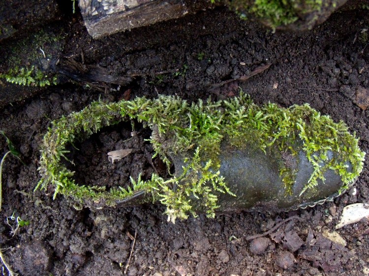 scarpa da naturalista