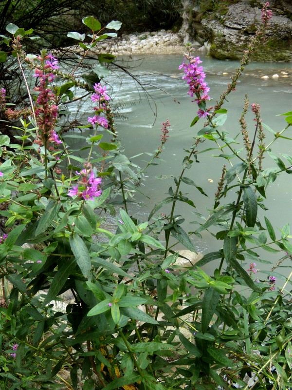 Gole dell''Orta 3 - Lythrum salicaria