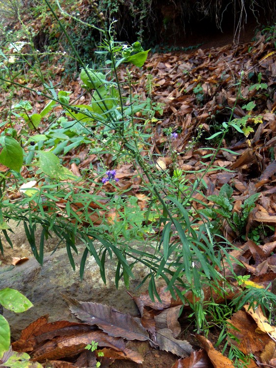 Linaria purpurea