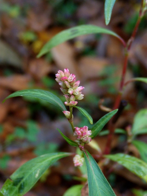 Persicaria, vero?