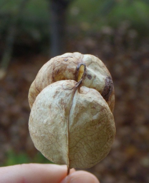 Staphylea pinnata / Bossolo - Falso Pistacchio