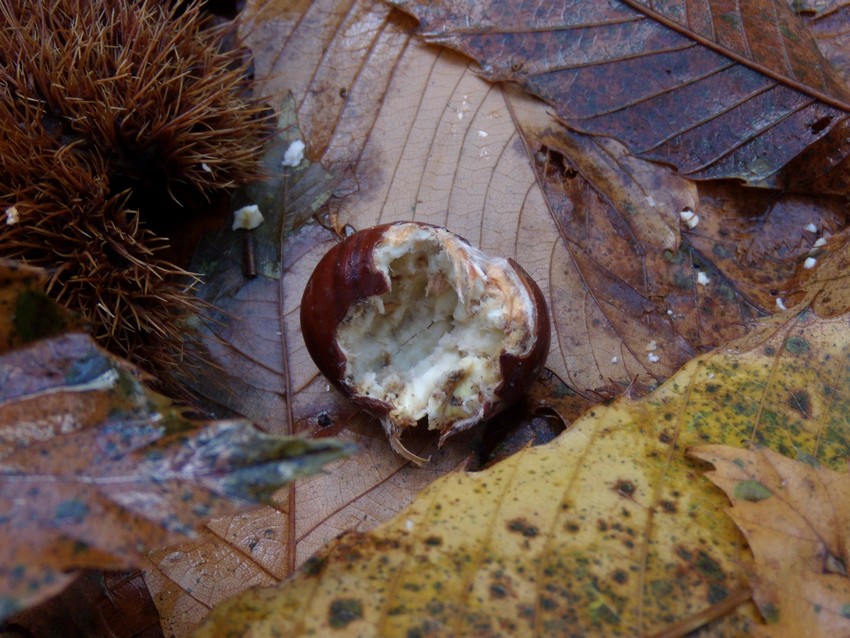 castagne mangiate