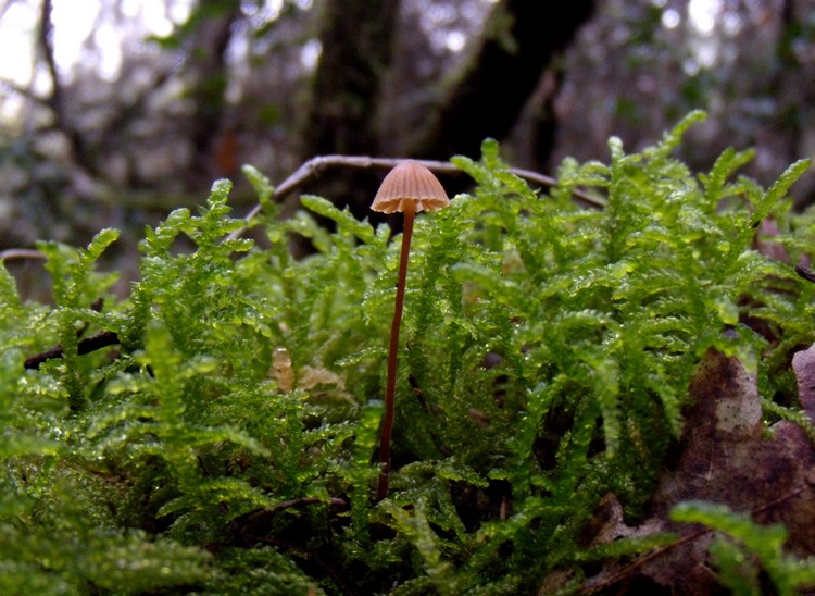 funghetto (mycena?)