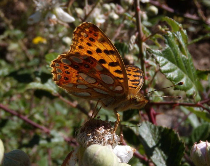 dalla Corsica,  Argynnis...