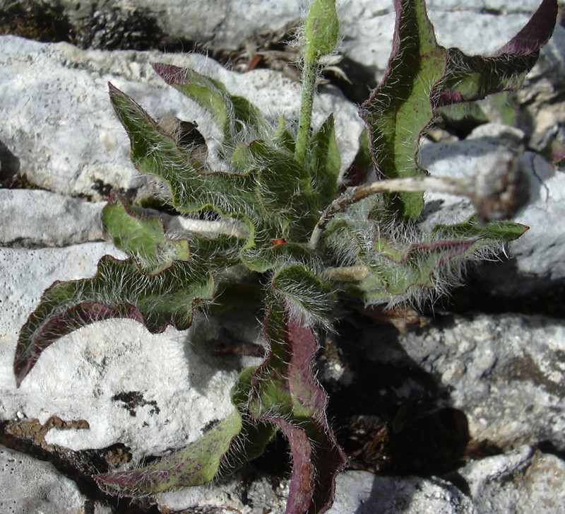 Hieracium cfr. angustifolium