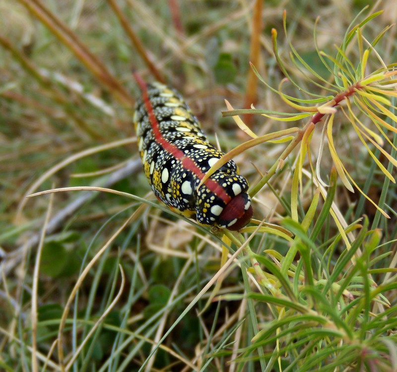 da determinare - Hyles euphorbiae