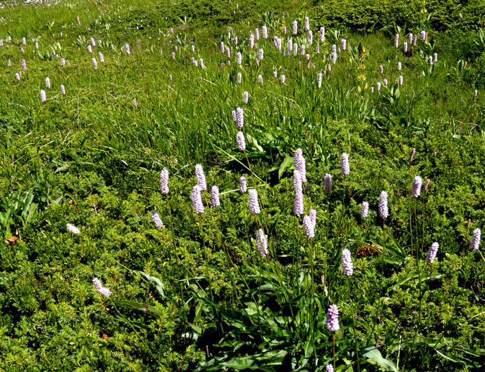 Bistorta officinalis