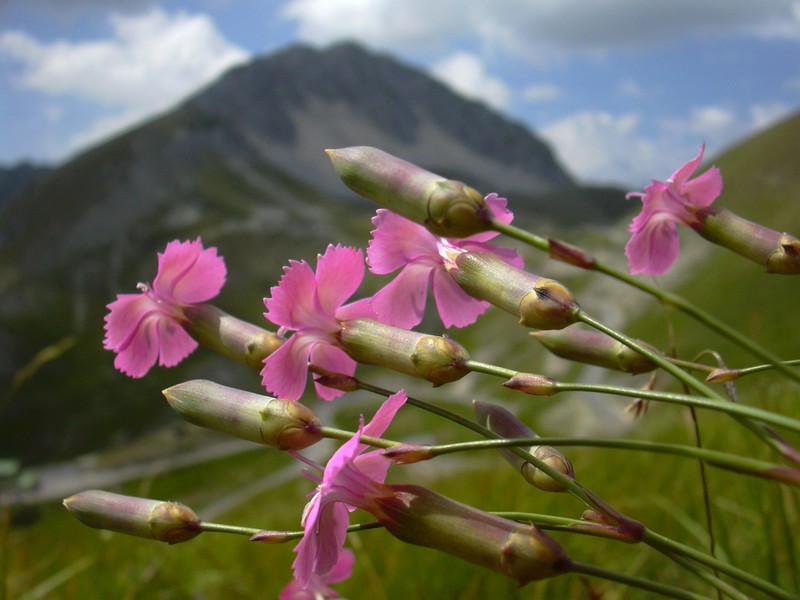 Dianthus silvestris