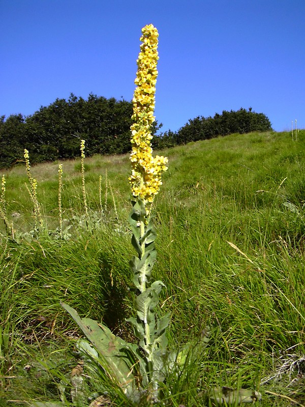 Verbascum cfr.longifolium