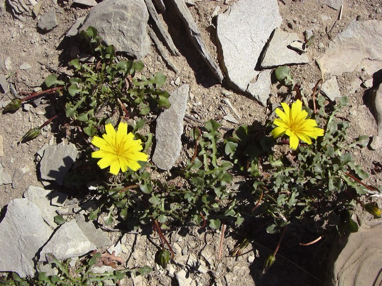 Robertia taraxacoides / Costolina appenninica