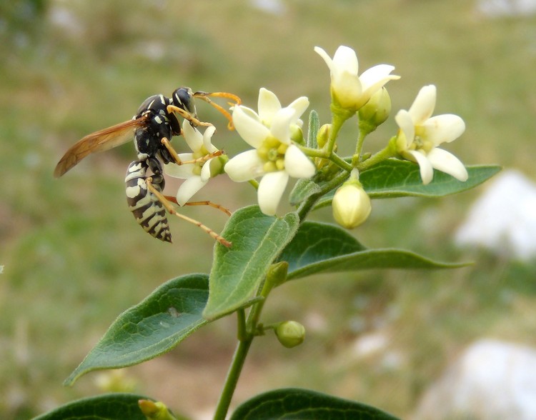 maschio di Polistes gallicus giallo paglierino