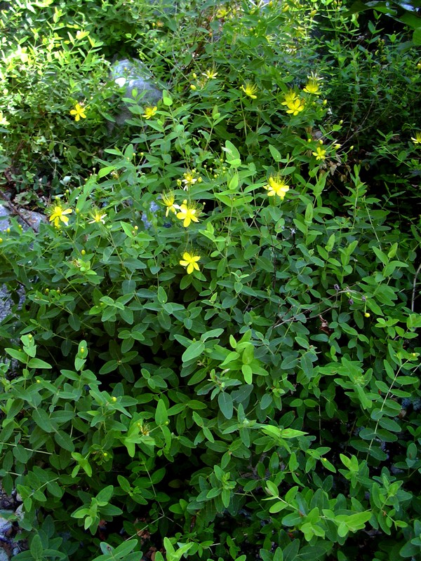 dalla Corsica - Hypericum hircinum ssp. hircinum